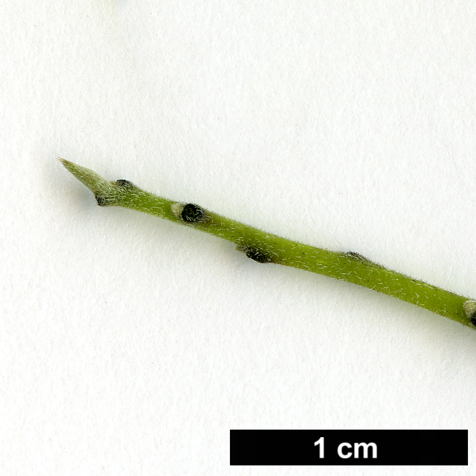 High resolution image: Family: Ebenaceae - Genus: Diospyros - Taxon: texana